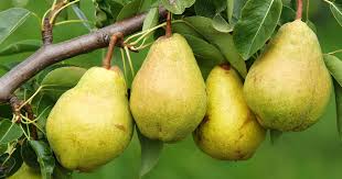 PEARS (3 PER ORDER)